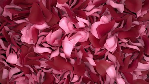 Romantic Rose Petals Transition Reveal