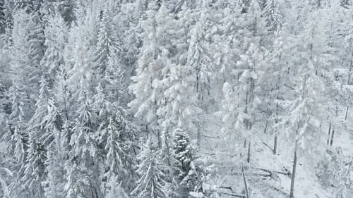Aerial View of Forest Covered Wirt Snow