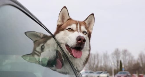 Husky Dog Sticking Head Out Car Window