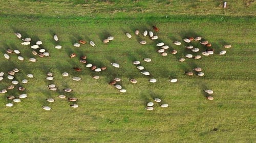 Schafe auf einer Wiese.