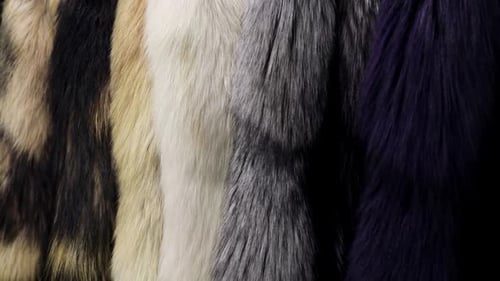 Close Up of Multicolored Fur Coats in a Row
