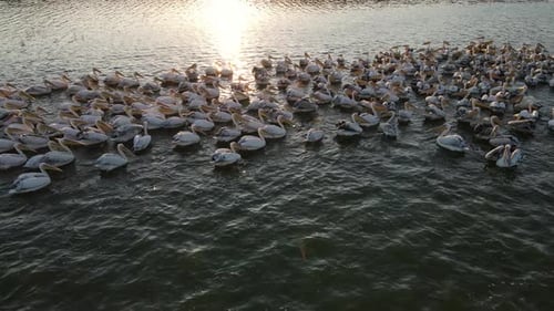 Great White Pelican
