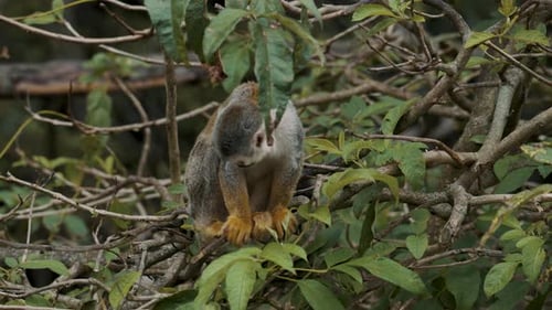 Squirrel Monkey Goes Down The Tree In The Jungle - close up