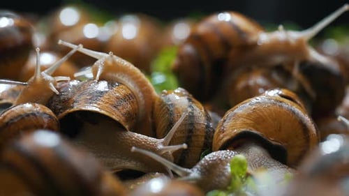Snail Farm Eating Grass Close Up