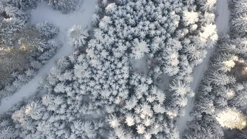 Snowy Forest Aerial Birds Eye View