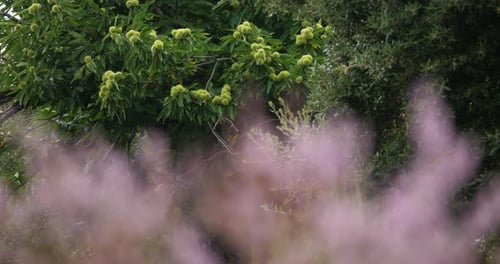 Heideblumen und Kastanienbäume. Der Nationalpark der Cevennen. Departement Lozère, Frankreich
.