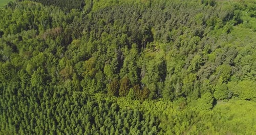 Flying Over the Beautiful Forest Trees. Landscape Panorama
