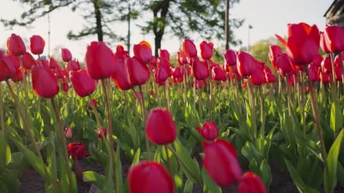 Lush Field with Vibrant Red Tulips Against Village and Road
