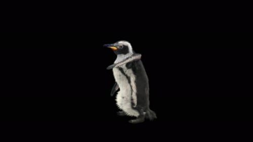 Animated Penguin Walking Cycle on Alpha Channel