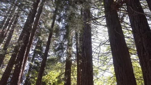 In The Forest