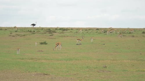 Gazelles Grazing in Lush African Savannah with Ostrich