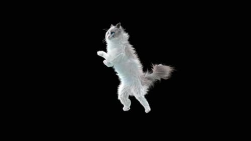 Katze tanzt HD