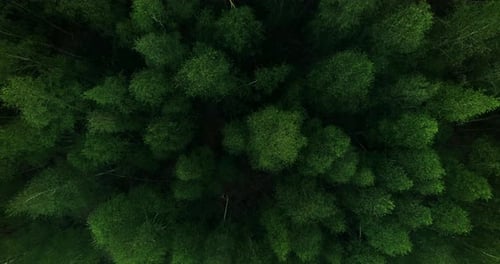 Drone view of the treetops in the forest.