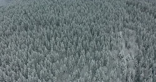 Aerial Top Down Flyover Shot of Winter Spruce and Pine Forest. Trees Covered with Snow.