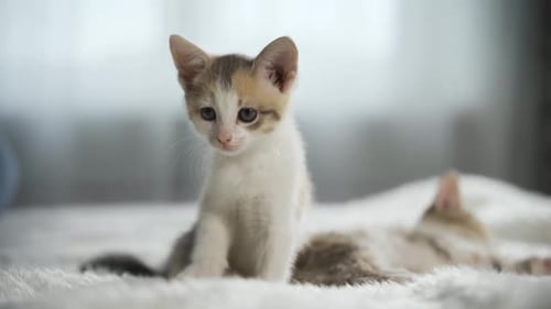 Adorable Kitten Sitting on White Blanket