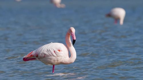 Pink Flamingos in the Lake Wild Greater Flamingo in the Salt Water Nature Birds Wildlife Safari Shot