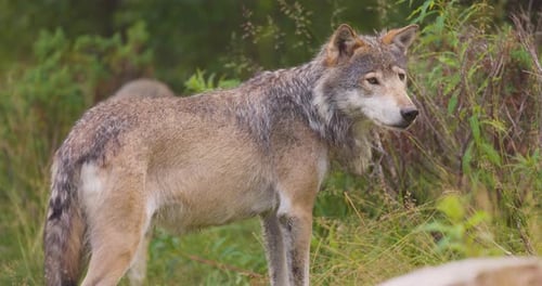 Wolves in a Wolf Pack Walking in the Forest