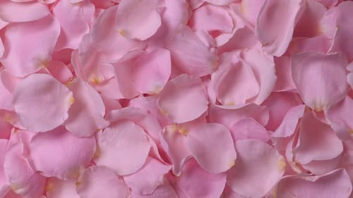 Schöner Rosenblüten-Hintergrund