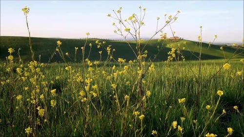 Rolling Green Hills with Wild Yellow Flowers