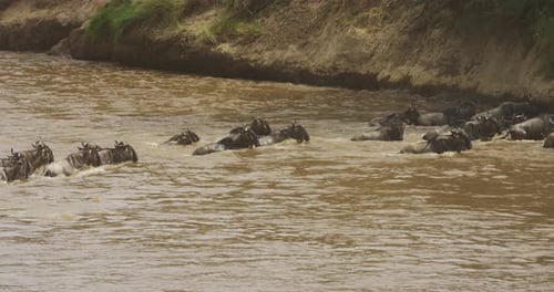 Wildebeests crossing a river