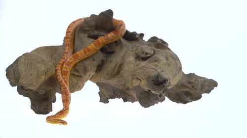 Pitón tigre Molurus Bivittatus Morph Albine Burmese sobre gancho de madera en fondo blanco