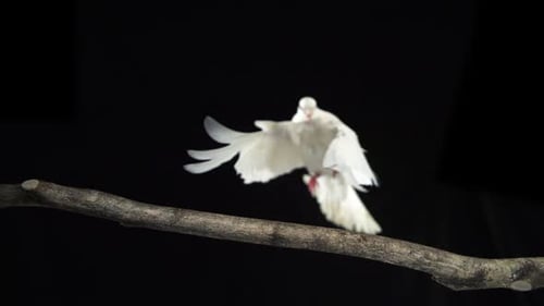 Pájaro blanco aterrizando en la rama, cámara lenta