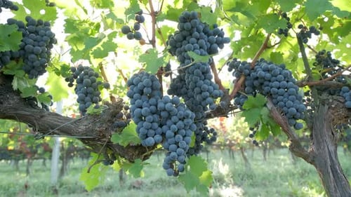 Ripe Red Vine Grapes, Grapevine in Vineyard Agriculture Field