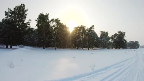 Winter Landscape with a Pine Forest in the Snow