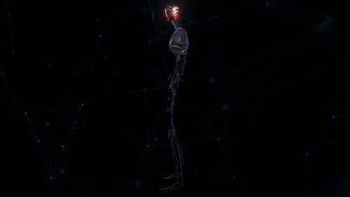 Cardio Vascular System Of Man Hd