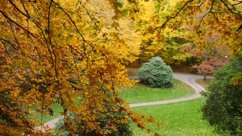 trees in the autumn forest park