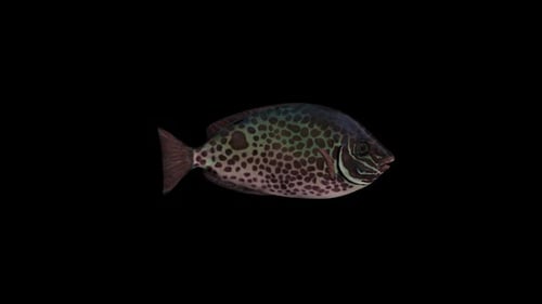 Guttatus Fish Swim