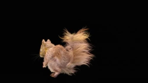 Realistic 3D Squirrel Animation Standing and Looking Around
