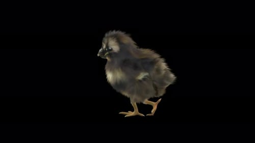 Cute Fluffy Chick Walking Cycle Alpha Animation
