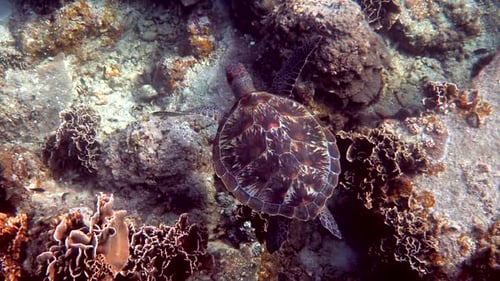 Hawksbill Sea Turtle Glides in Blue Ocean on the Background of Coral Reefs