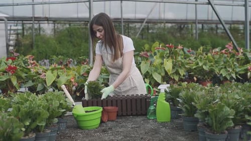 Woman Gardening with Tropical Plants in Greenhouse