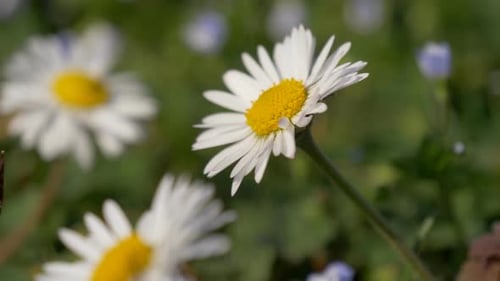 Honigbiene Daisy Meadow