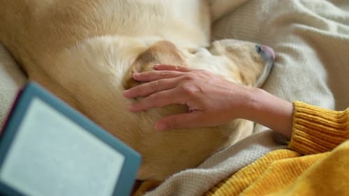 Person Reading and Petting Sleeping Golden Labrador