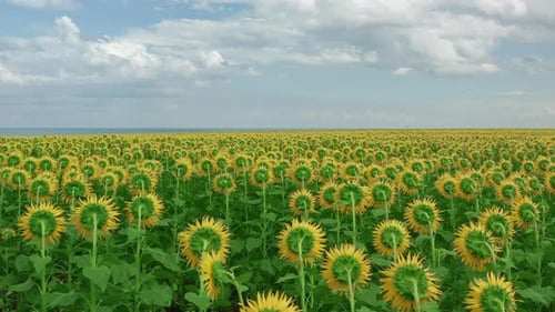 Aerial View of Sunflowers Field. Flight Over the Sunflower Field, Flowering Sunflower.