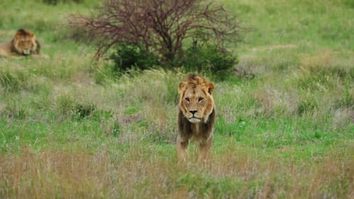 Mane Lion Walking auf Savannah während des windigen Tages im Central Kalahari Game Reserve in Botswana. Langsam Mo
