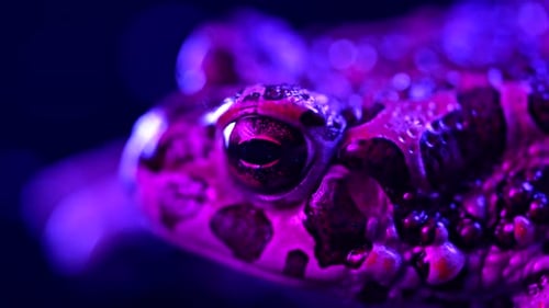Eye of Toad with Pink and Blue Lighting