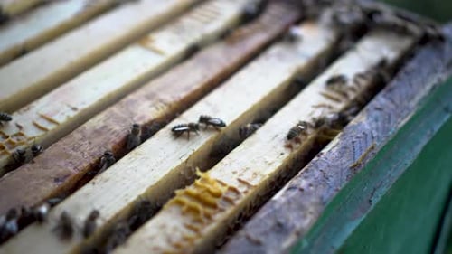 Open Beehive with Frames Close-up. Bees Are Crawling Along the Street.