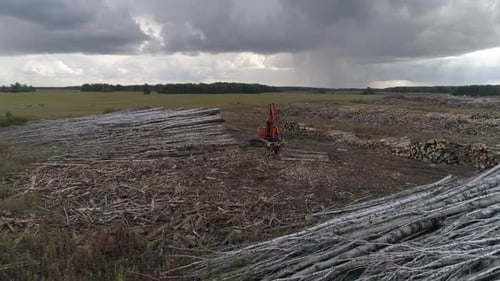 Luftaufnahme der Erntemaschine, die Baumstamm auf einem Feld in der Nähe des Waldes schneidet