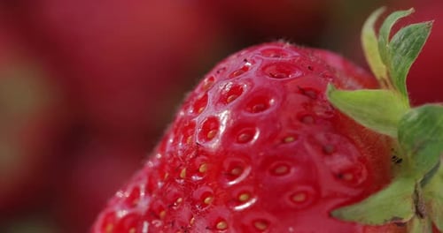 Macro Shot of Strawberries
