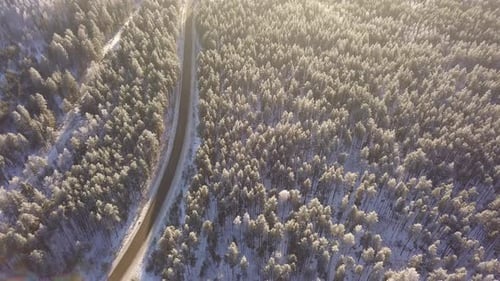 Winter Forest Road