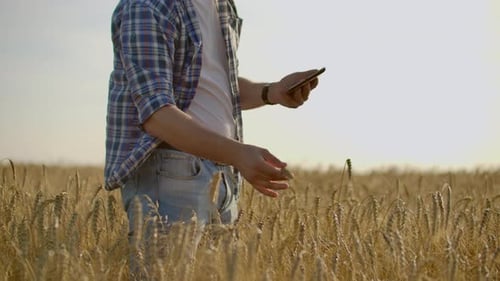 Farmer Uses Tablet in Golden Wheat Field