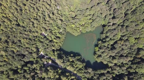 Natural Lake Forest