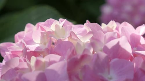 Hortensie macrophylla Knospenblätter im Garten 4K 2160p 30fps UltraHD-Aufnahmen - Hydrangeaceae-Familie