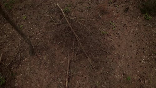 Drone Flight Over Forest Floor