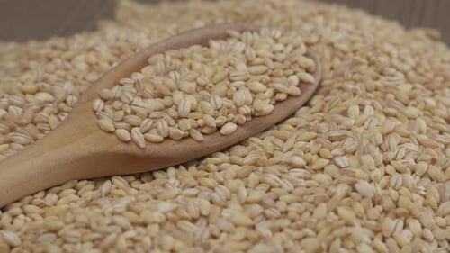 Barley Cereal Organic Agriculture