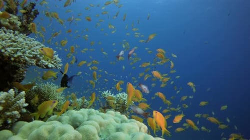 Underwater Orange Fish